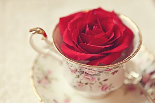唯美漂亮的红色玫瑰花