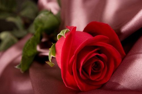 心爱的女孩一束红玫瑰